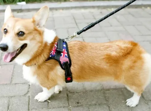 Нейлонова шлейка жилет для вигулу собак, цуценят Dog Harness Set нагрудний регульований ремінь для тварин з грудним обхватом для домашніх вихованців
